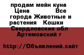 продам мейн куна › Цена ­ 15 000 - Все города Животные и растения » Кошки   . Свердловская обл.,Артемовский г.